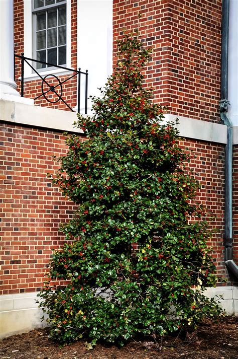 American Holly Tree Ilex Opaca Seeds Etsy