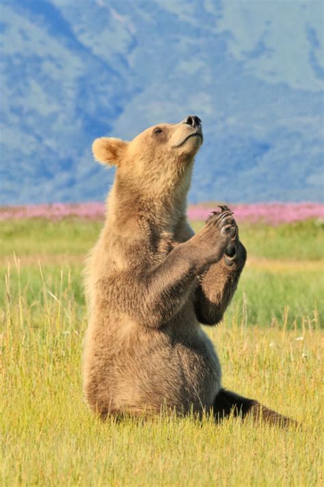 Praying Brown Bear By Michael Cohen Bear Animals Brown Bear