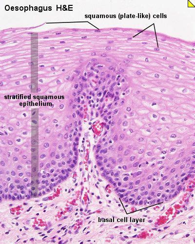 Stratified Squamous Epithelium Tissue Stratified Squamous Epithelium Human Anatomy