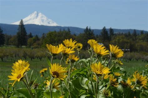 10 Beautiful Wildflower Hikes Around Portland This Spring