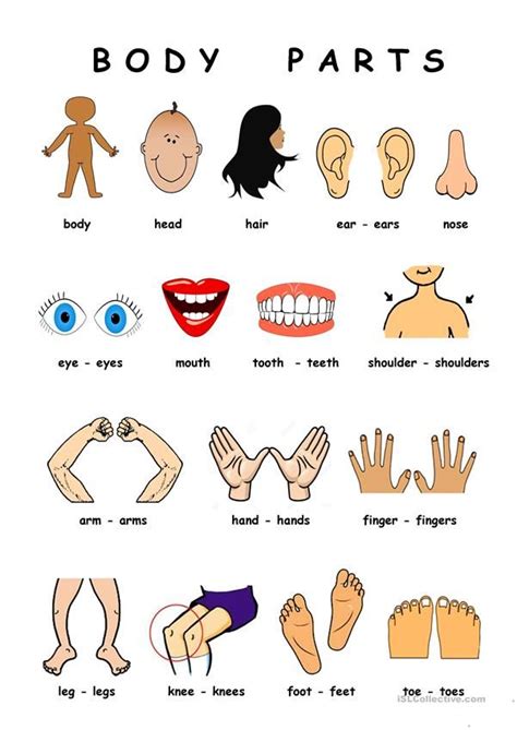 Body Parts Flashcards Montessori 3 Part Cards Toddler Flashcards