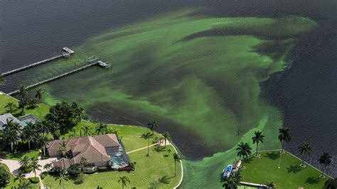 Reeking Oozing Algae Closes South Florida Beaches The New York Times