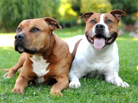 American staffordshire terriers descend from crosses between bulldogs and terriers. American Staffordshire Terrier im Rasseportrait | ZooRoyal ...