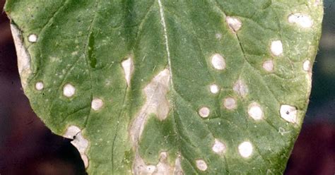 How To Control White Leaf Spots On Cole Crops Gardeners Path