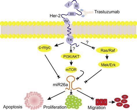 The Schematic Representation Of The Effects Of Trastuzumab On The Her 2