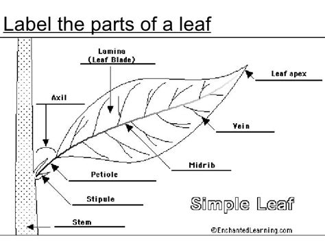 A Labelled Diagram Of A Leaf The Best Leaf Of 2017
