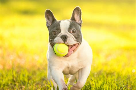 Frenchton Guide The Boston Terrier French Bulldog Mix