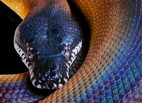 Animal Python Wallpaper