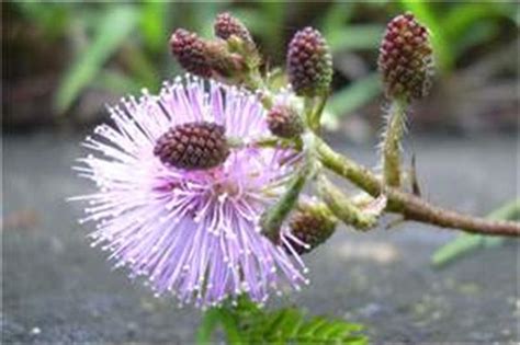 Factsheet Mimosa Pudica Common Sensitive Plant