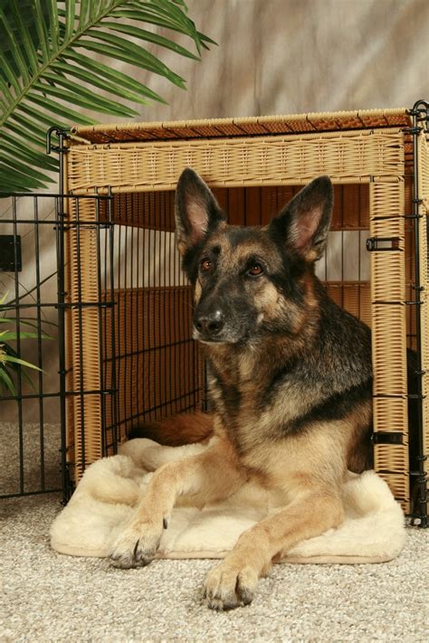The crate bed is one of them. Using a Dog Crate as Furniture | ThriftyFun