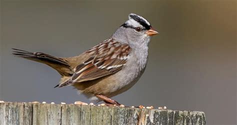 White Crowned Sparrow Similar Species Comparison All About Birds