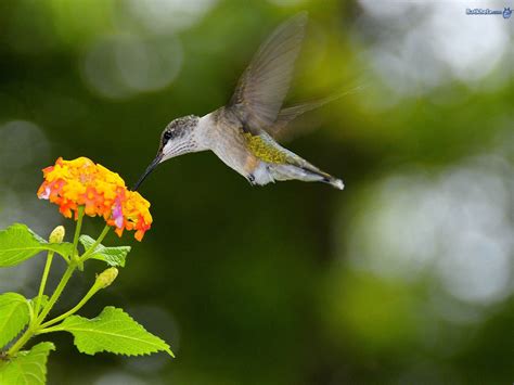 Birds National Geographic Wallpaper 6909382 Fanpop