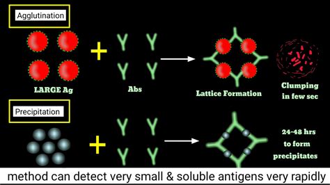 Agglutination Inhibition Test How Pragnency Test Kits Work Haemagglutination Inhibition