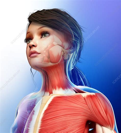 Human Muscular System Illustration Stock Image F0133386 Science