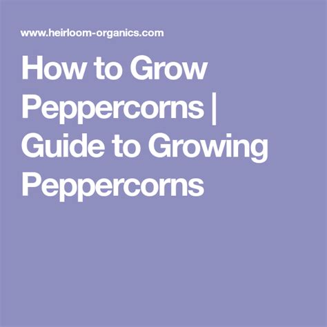 How To Grow Peppercorns Guide To Growing Peppercorns Peppercorn
