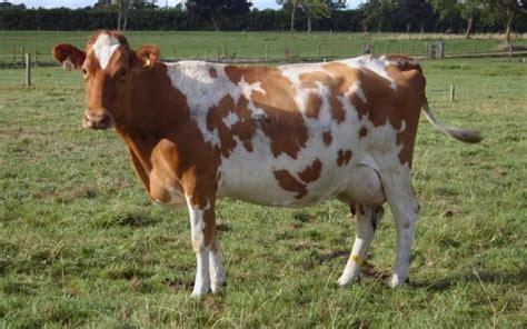 Guernsey Cattle Alchetron The Free Social Encyclopedia