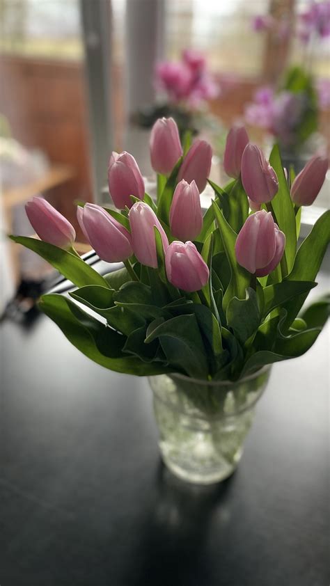 Bunga Bunga Tulip Buket Foto Gratis Di Pixabay Pixabay