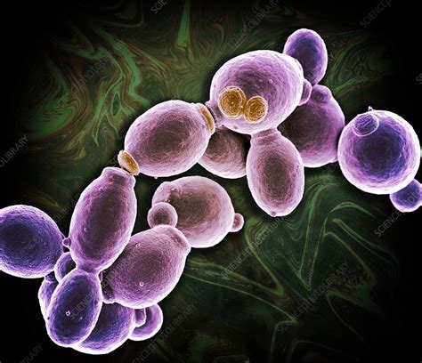 Candida Albicans Sem Stock Image C0435771 Science Photo Library