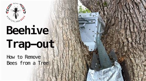Effective Methods For Removing A Beehive From A Tree Removemania
