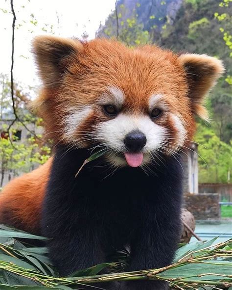 Psbattle Red Panda Sticking Out His Tongue Rphotoshopbattles