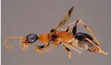 Wasp Bug
