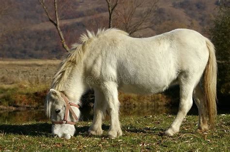 White Pony Stock Photo Image Of Pretty Horse Ponies 16295878