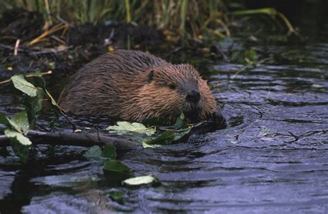 What Kind Of Habitat Do Beavers Live In Animals Momme