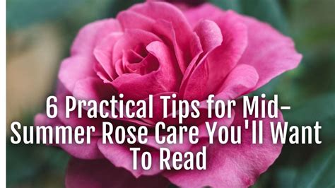 6 Practical Tips For Mid Summer Rose Care