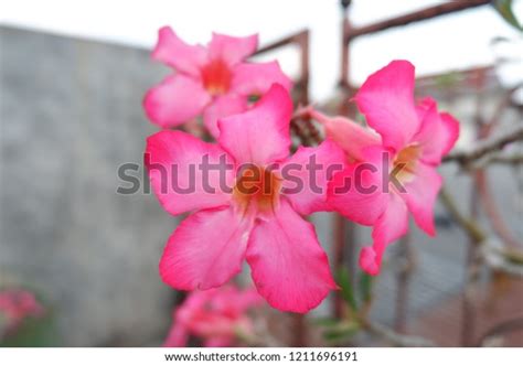 Plumeria Bunga Kamboja Indonesian Stock Photo 1211696191 Shutterstock