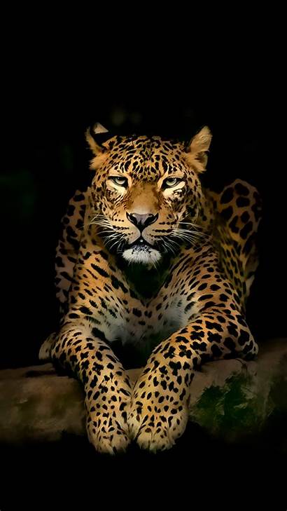 Wallpapers Android Mobile 4k Iphone Leopard Ultra