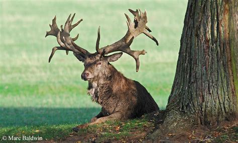 Red Deer Antlers Wildlife Online