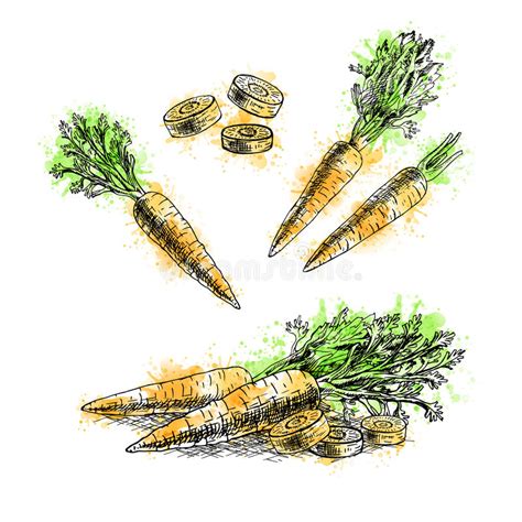 Watercolor Hand Drawn Set Of Carrot Vector Sketch Stock Vector