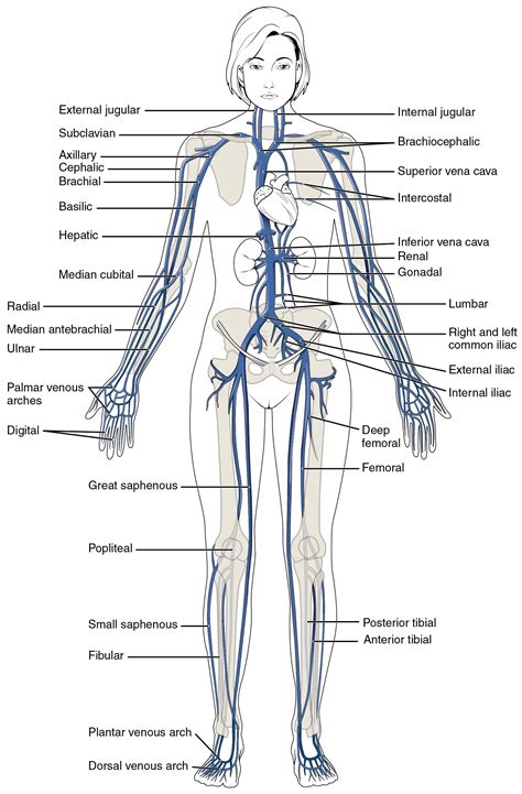 They include arteries, veins, and capillaries. This diagram shows the major veins in the human body. | High School Science | Pinterest | An ...