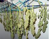 Drying Marijuana Buds