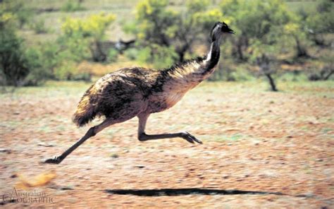 Emu Flinders Ranges Sa Australian Geographic