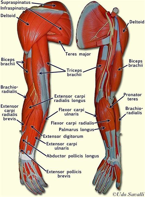 Diagram showing anatomy of the abdomen of a. left arm muscle model labeled - Google Search | Body ...