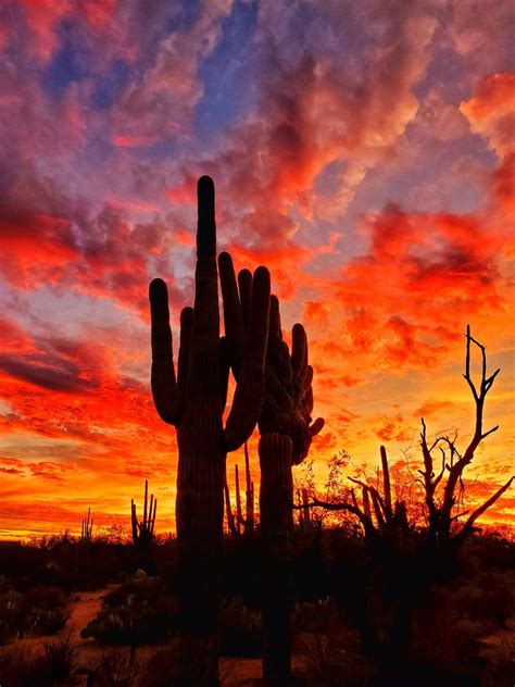 Download Huge Cactus In Arizona Desert Wallpaper