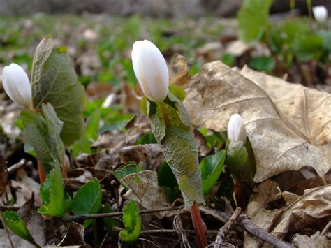 Yes I Talk To Plants Plant Of The Week Bloodroot