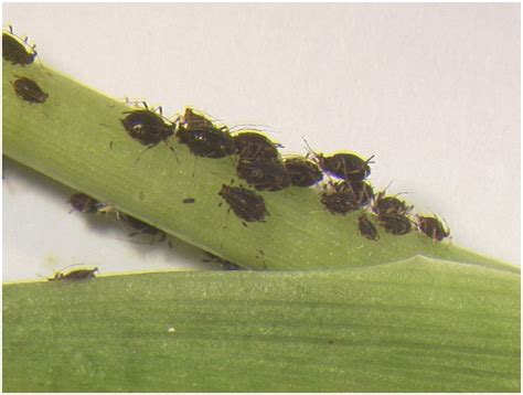 Walker (2007) banana aphid (pentalonia nigronervosa) updated on 7/22/2021 3:54:36 pm available online: Online Plant Clinic