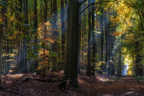 Autumn Fairy Wallpaper Forest Glade Autumn · Free Photo On Pixabay