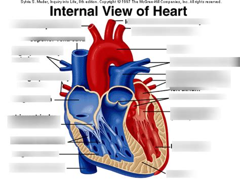 Quizlet Heart Anatomy