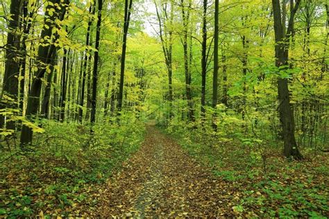 Pfad Ist Im Herbst Wald Stock Bild Colourbox