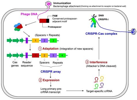 Primary Steps Of Crispr Cas Based Immunity The Mechanism Of