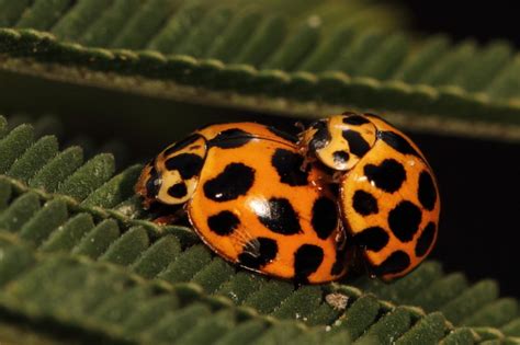 Lady Beetles Mating Animal And Insect Photos Katarinas Photoblog