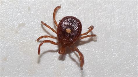 Lone Star Tick Bites Can Cause Red Meat Allergy Youtube