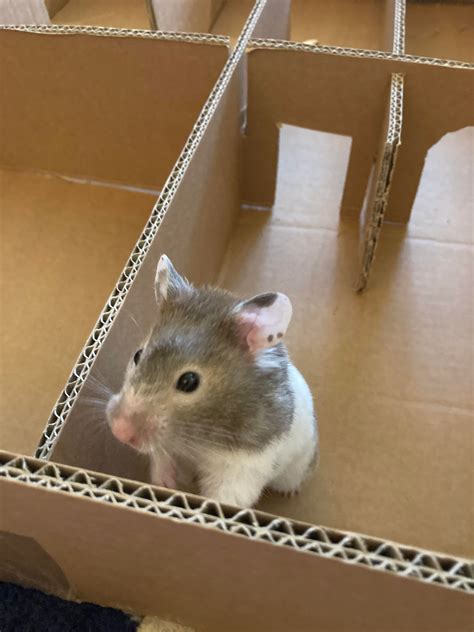 My Hamster Daisy Exploring Her Cardboard Maze She Got It Straight