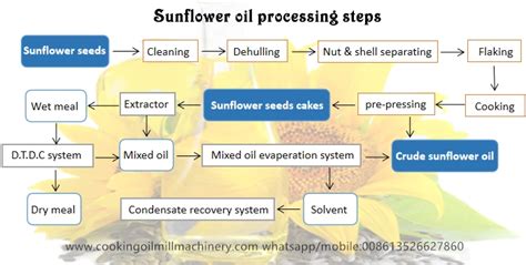 What Is Sunflower Oil Processing Steps In Plantblog
