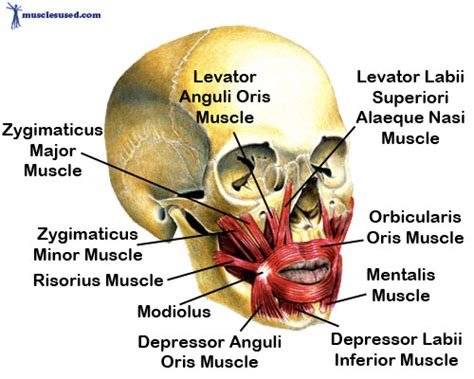 In humans, the region is innervated by the buccal nerve. Why Facial Exercise Is Bad For Skin