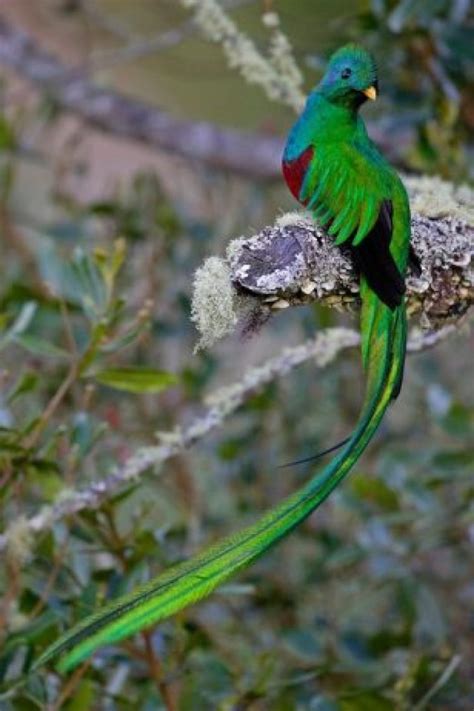 world s most beautiful bird “resplendent quetzal” charismatic planet