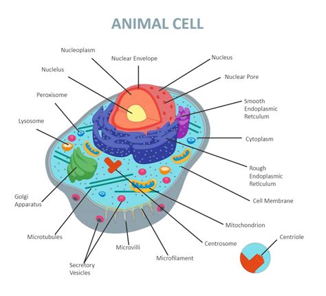 Animal Cell Diagram Labeled Paper Illustration Graphic Illustration